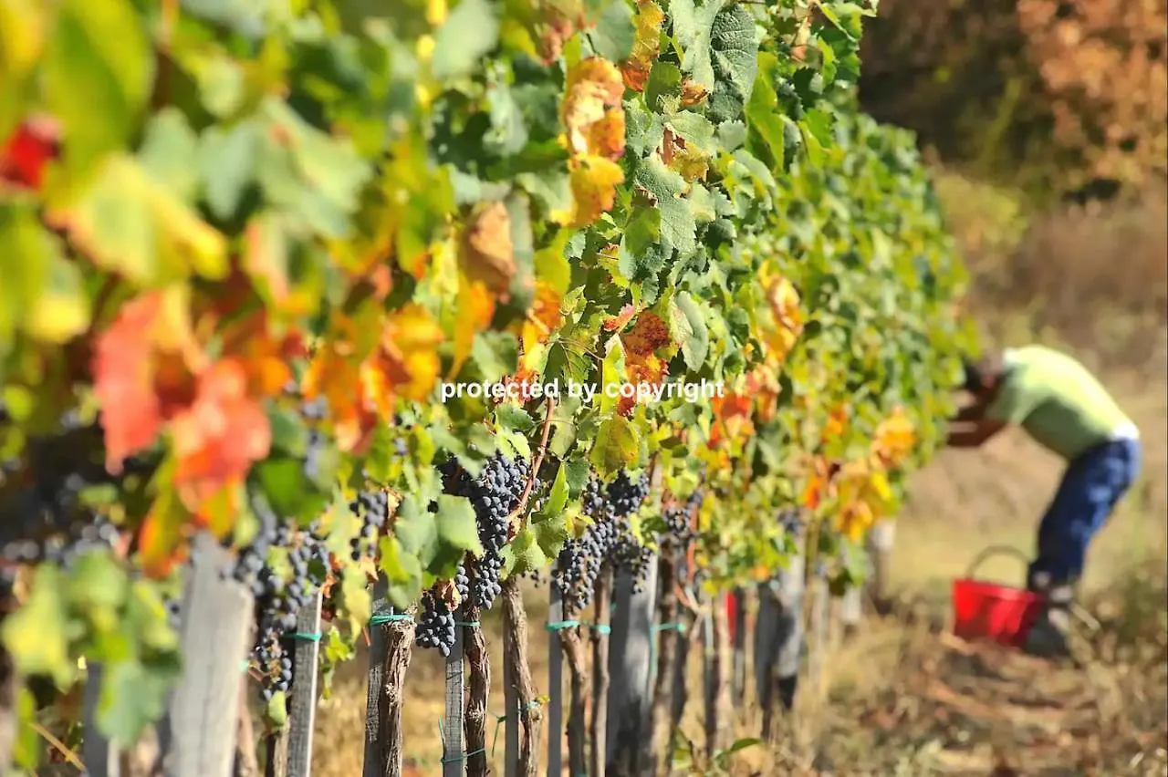 Holiday home Luxury Villa Among Vineyards Arezzo Italy